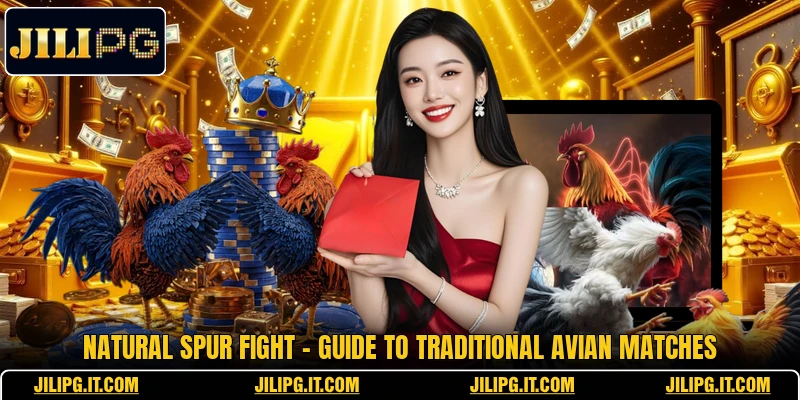Natural Spur Fight - Guide To Traditional Avian Matches